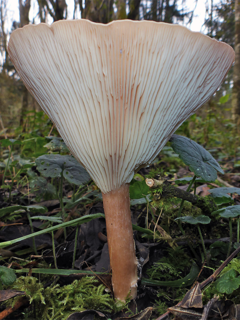 Common funnel