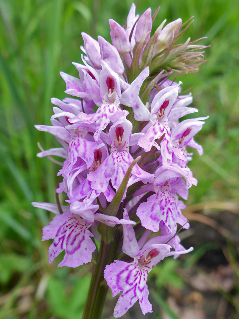 Common spotted orchid