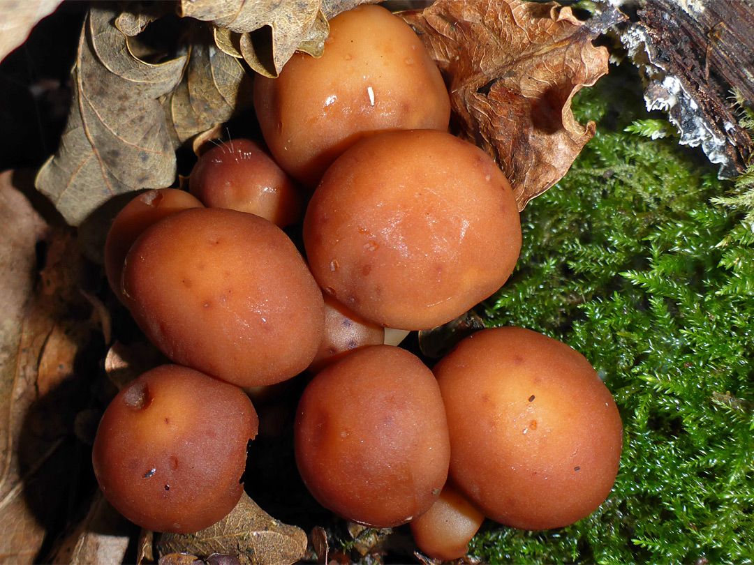 Common stump brittlestem