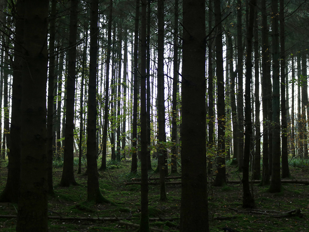 Closely-spaced conifers