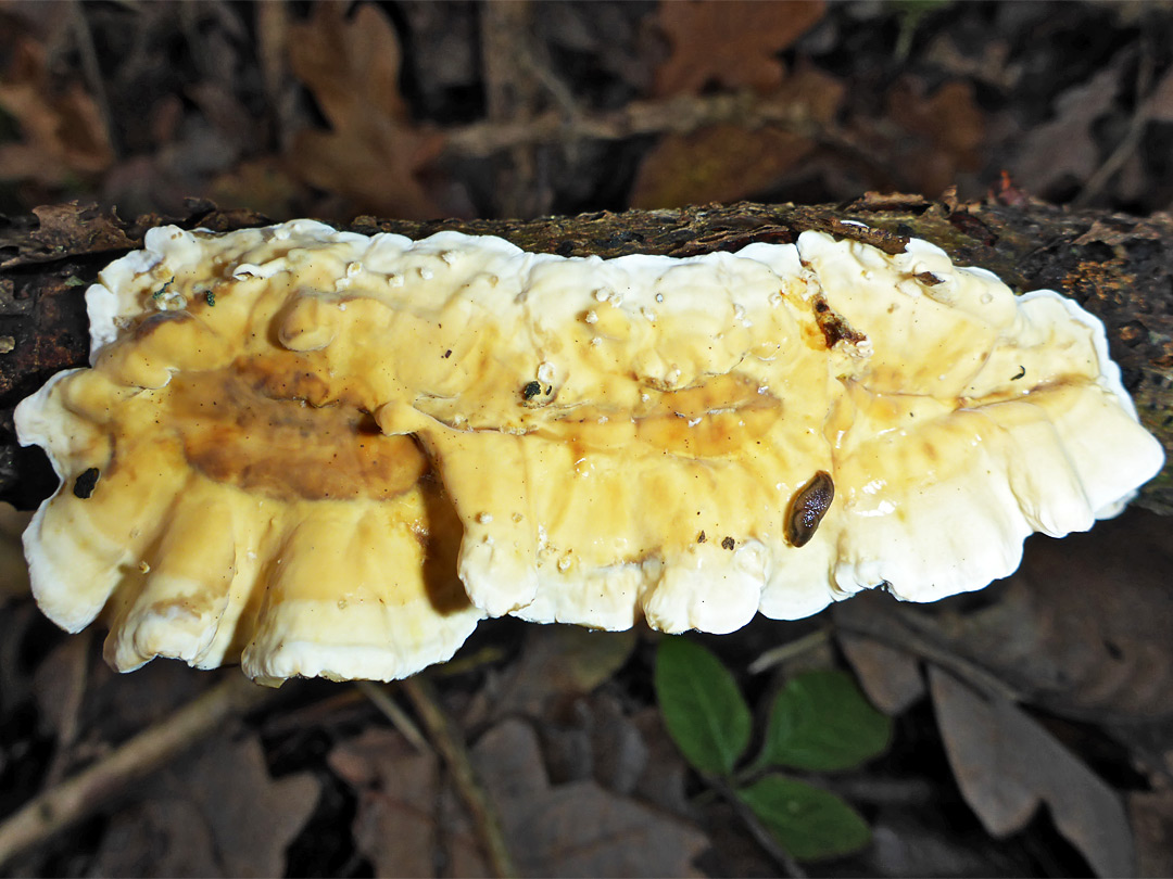 A crust fungus