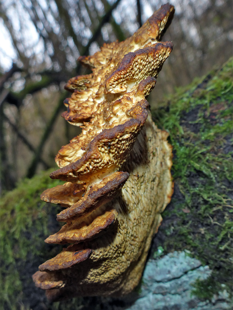 Dryad's saddle