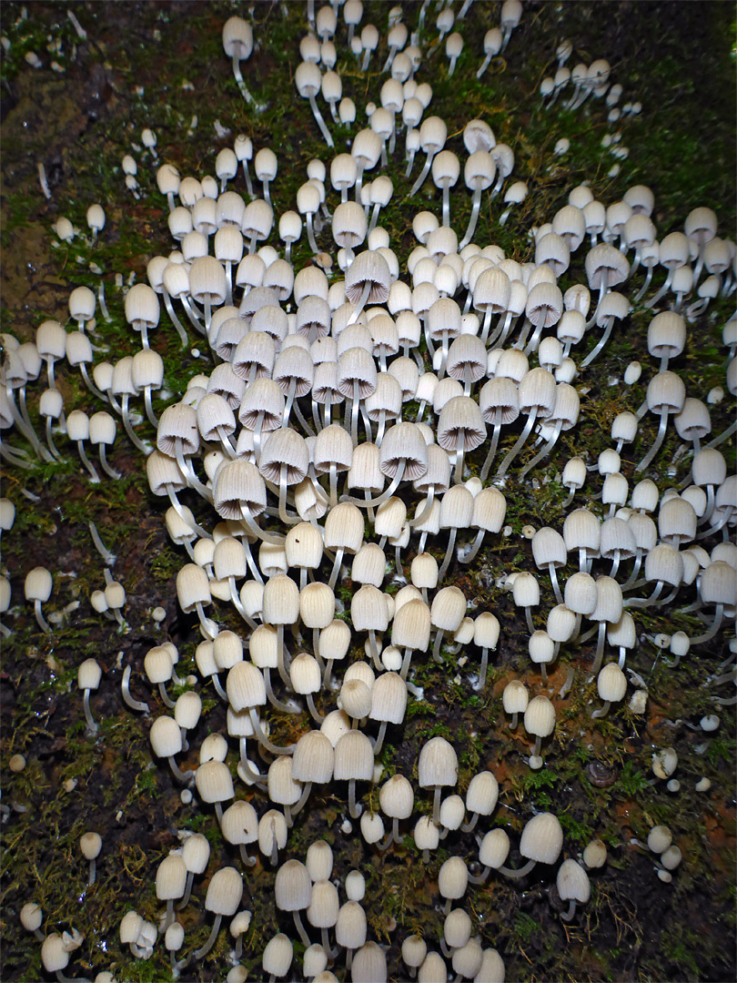 Fairy inkcap