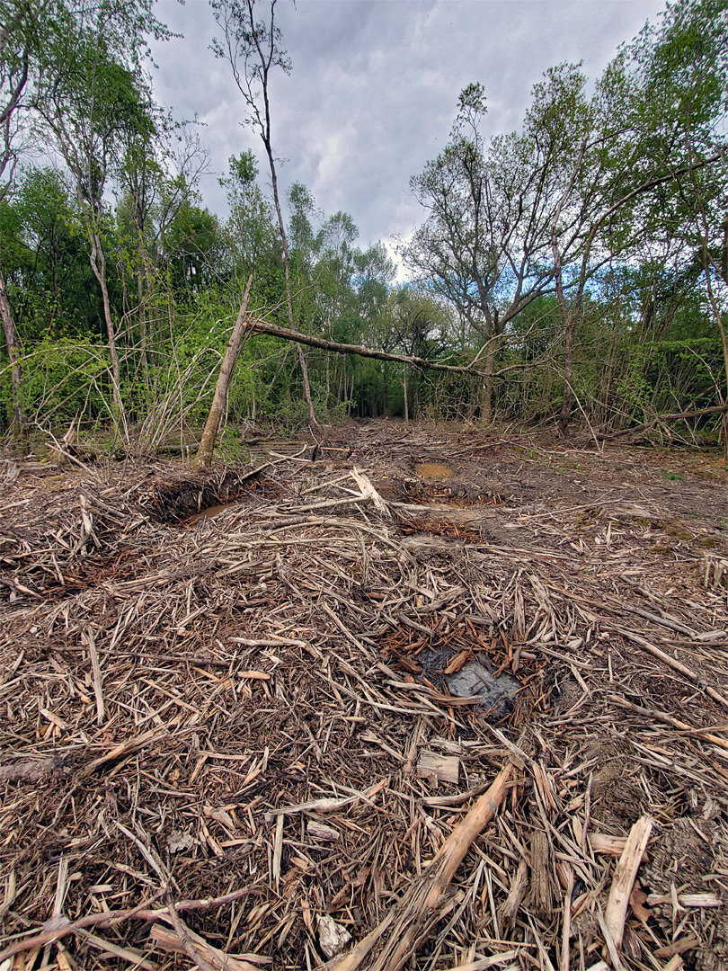 Cleared forest