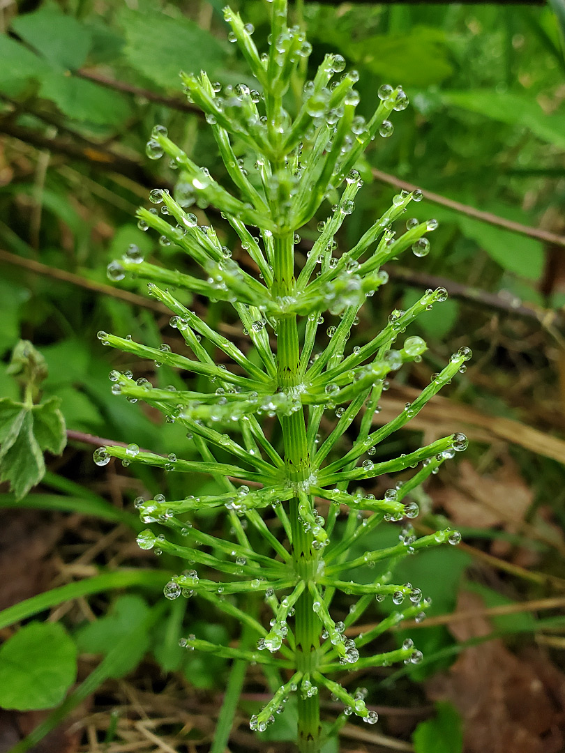 Field horsetail