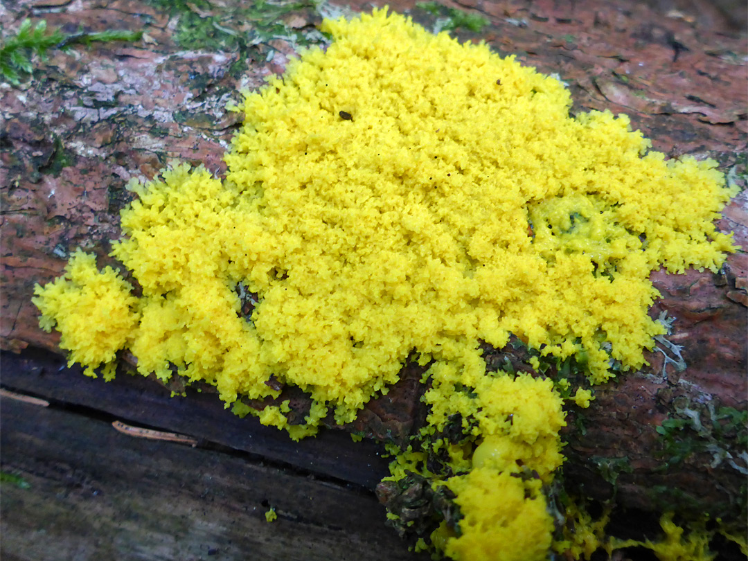 Flowers of tan