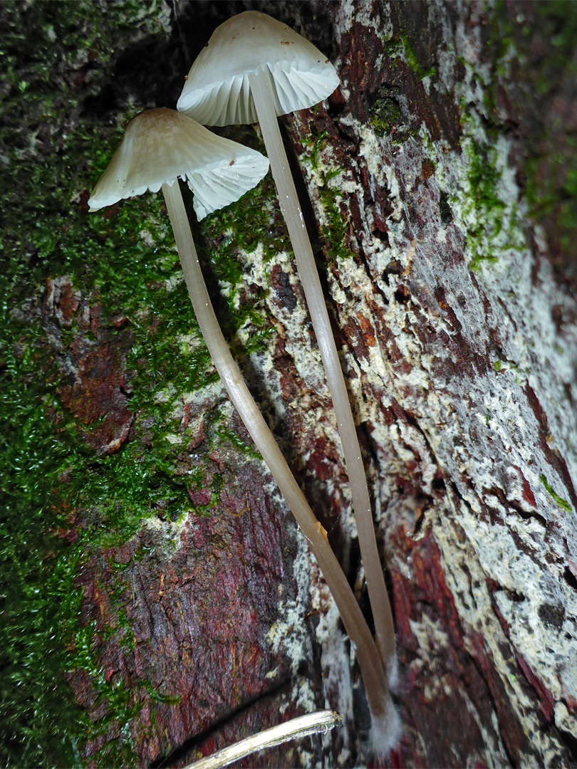 Grooved bonnet