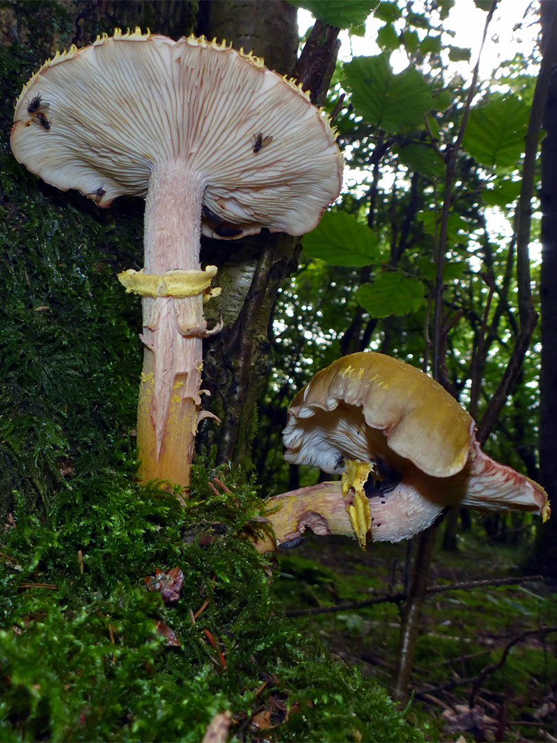 Honey fungus - stems