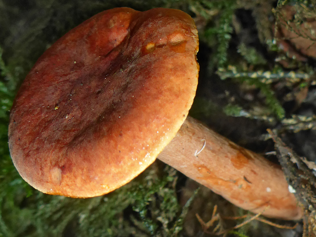 Milkcap