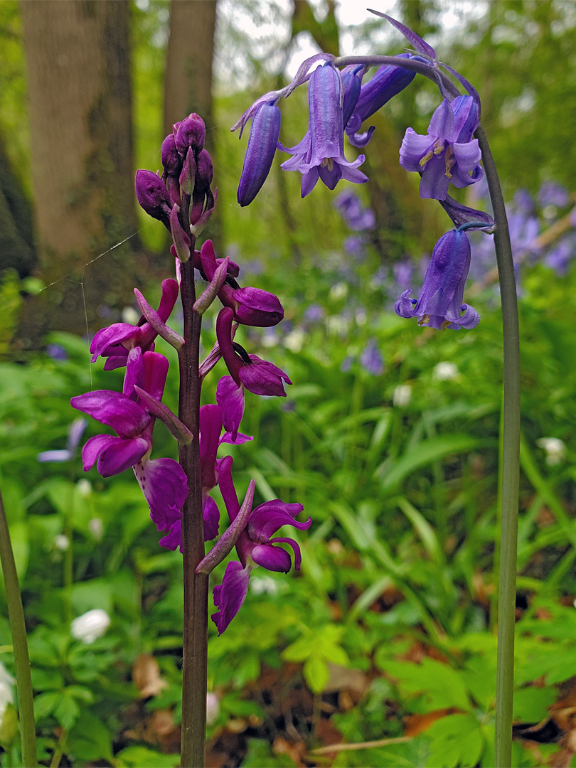 Orchid and bluebell