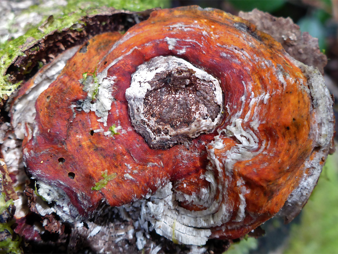 Red-banded polypore