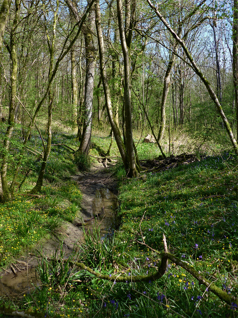 Celandines beside a stream