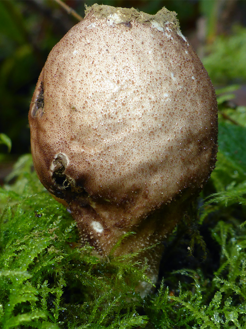 Stump puffball