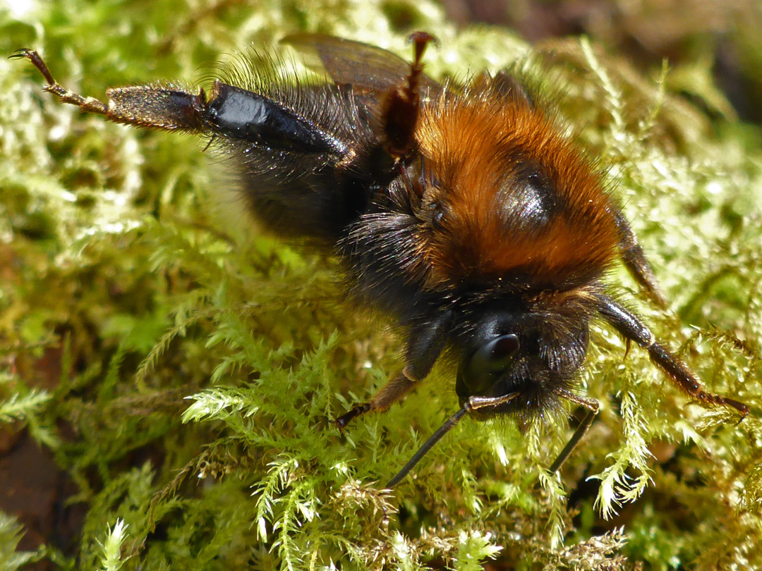 Tree bumble bee