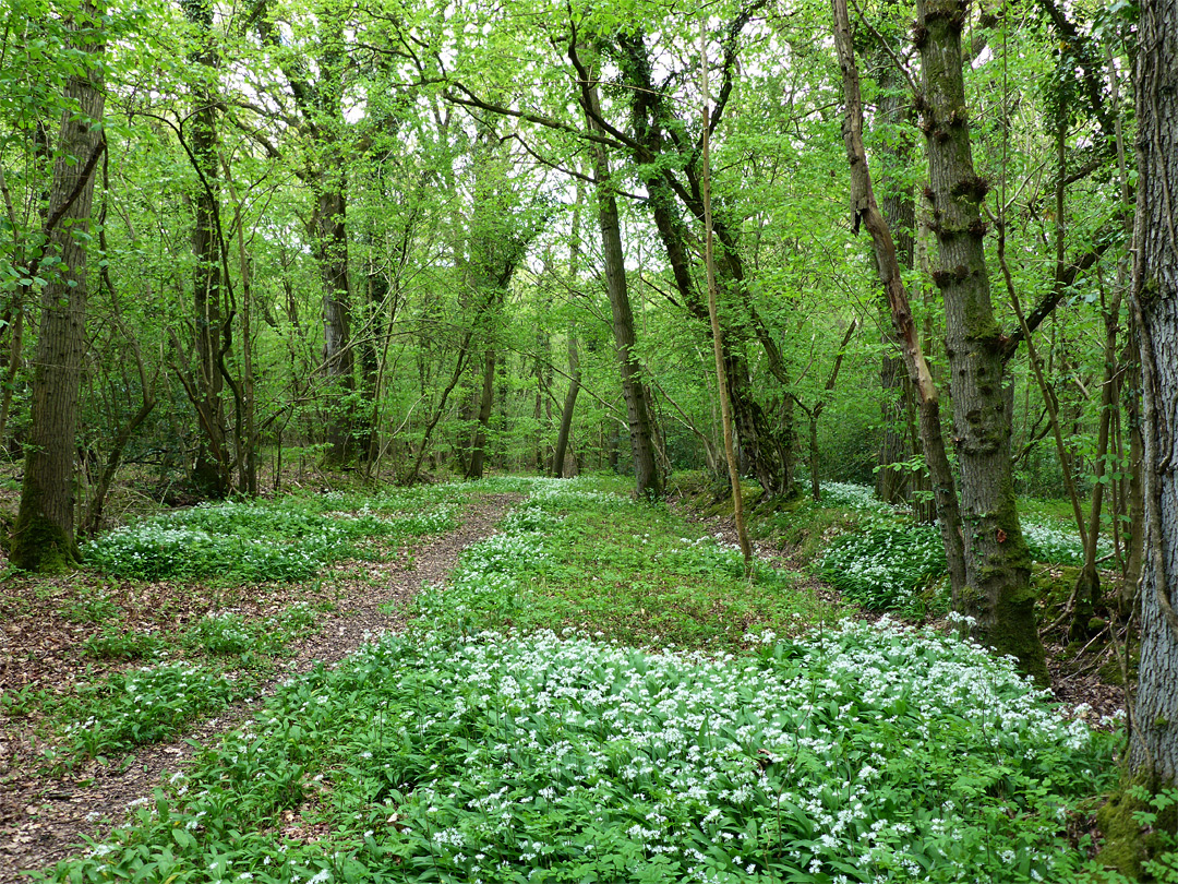 Wild garlic beside a path