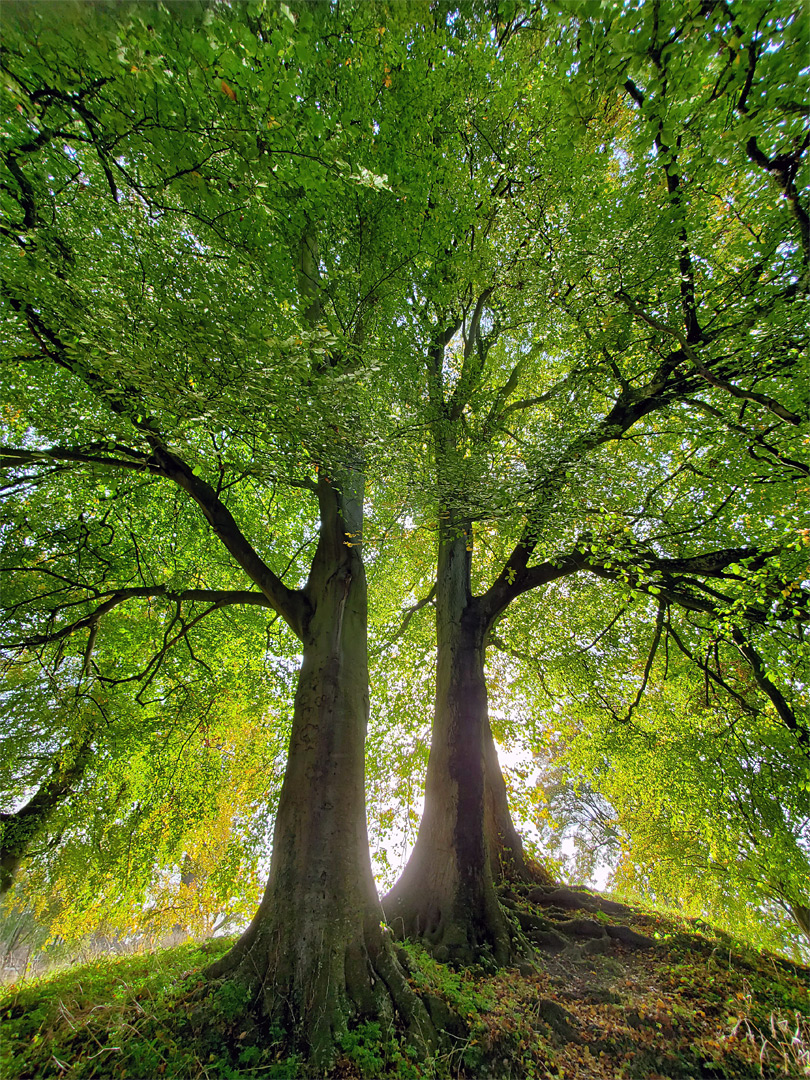 Beech trees