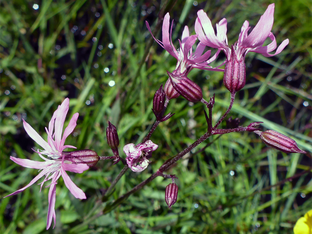 Buds and flowerheads