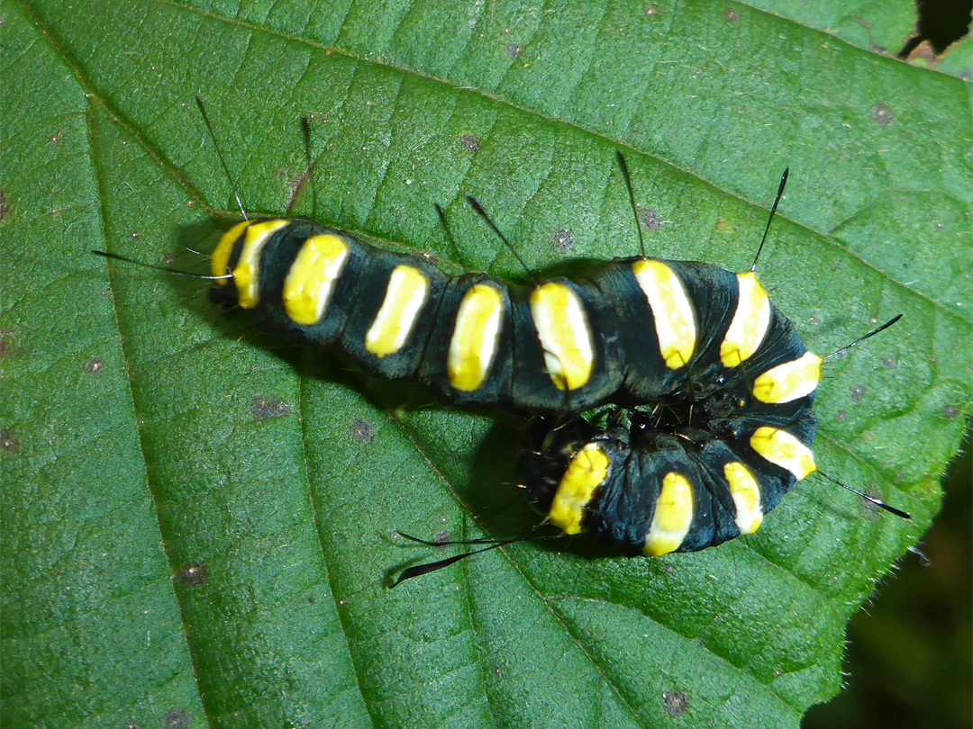 Alder moth caterpillar