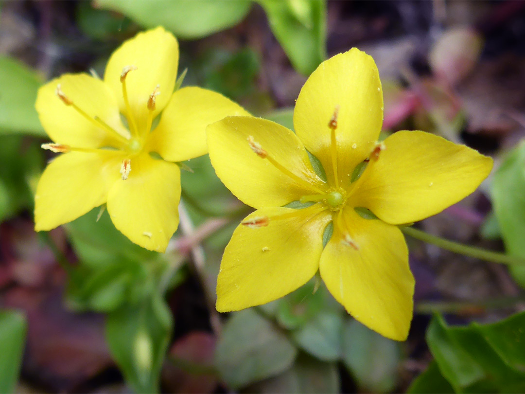 Pair of five-petalled flowers