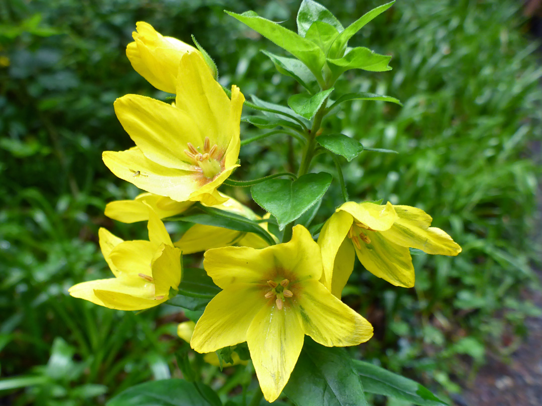 Flowers and leaves