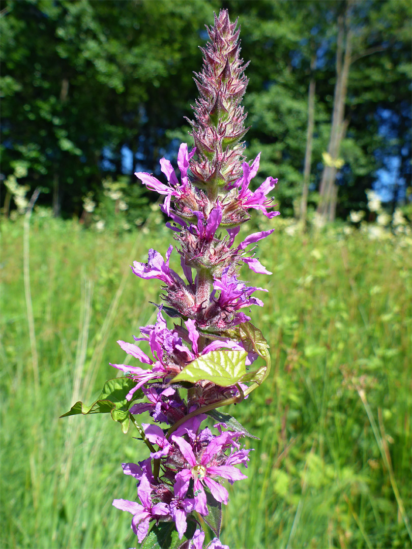 Purple loosestrife