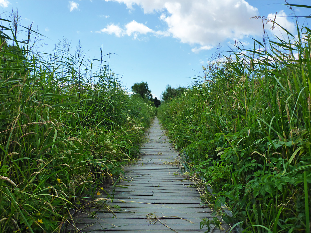 Straight boardwalk