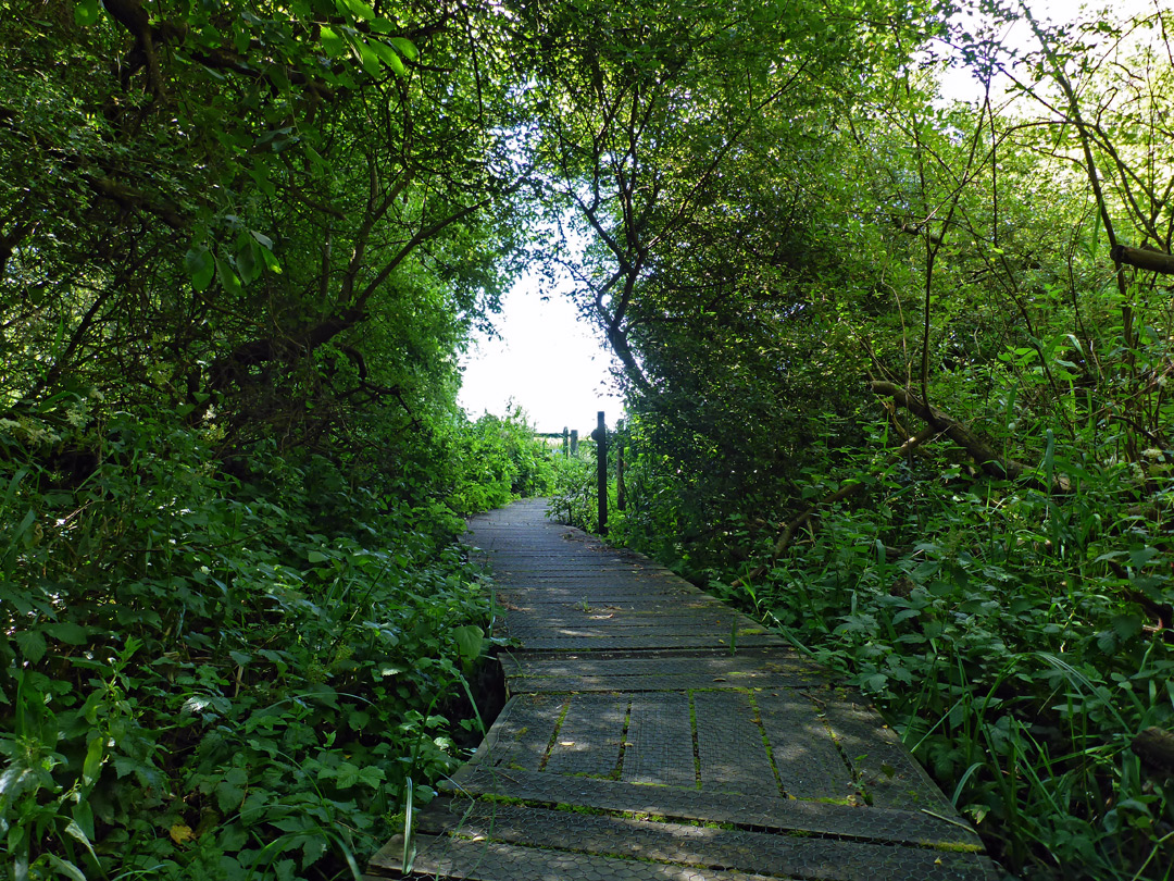 Woodland path