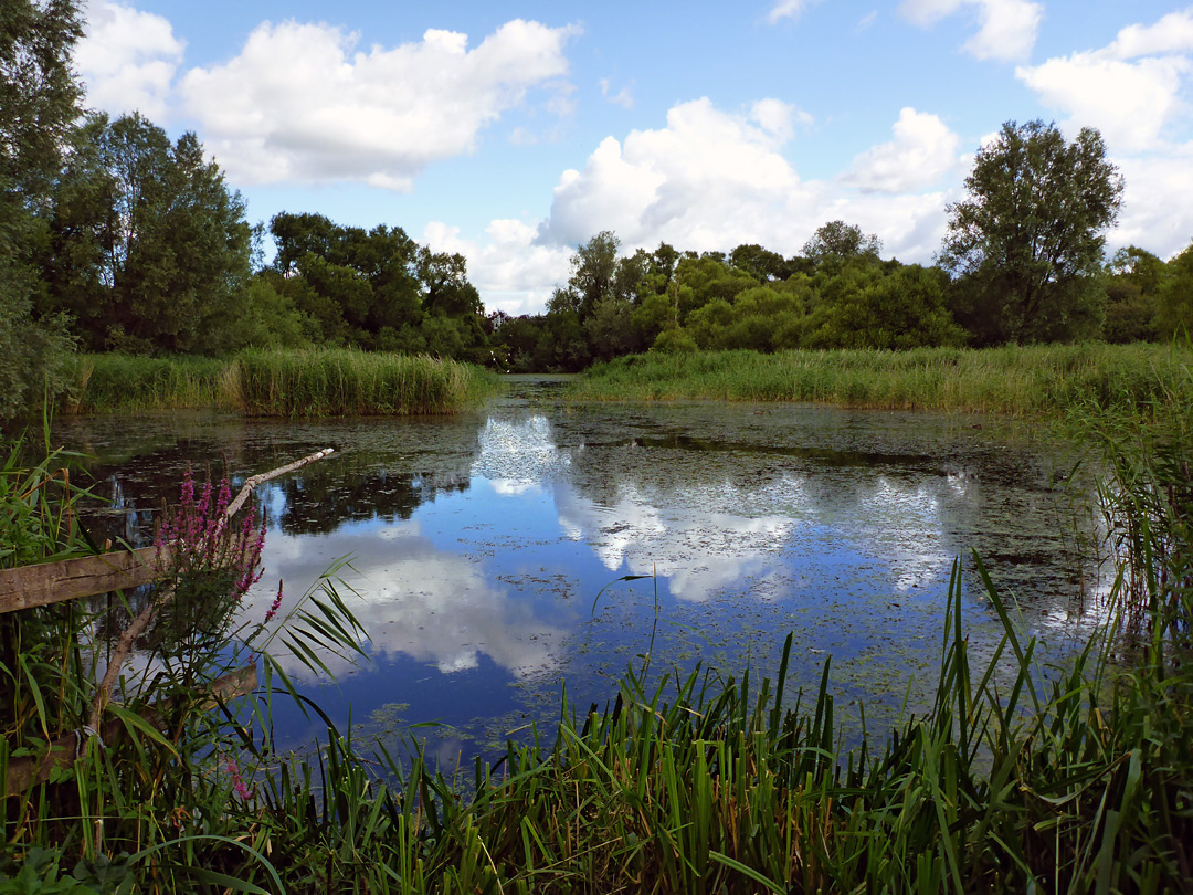 Pond