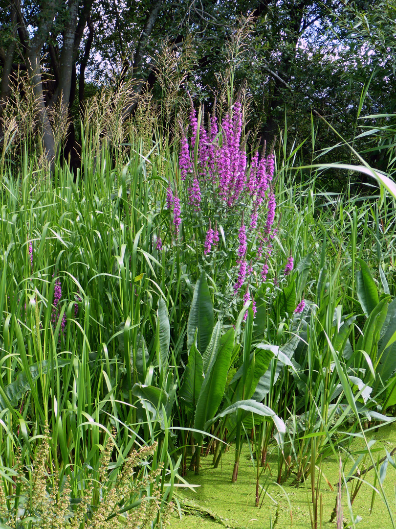 Purple loosestrife