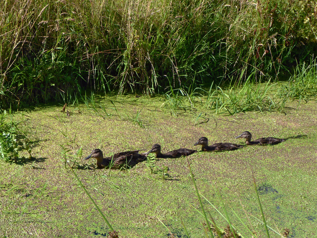 Four ducks