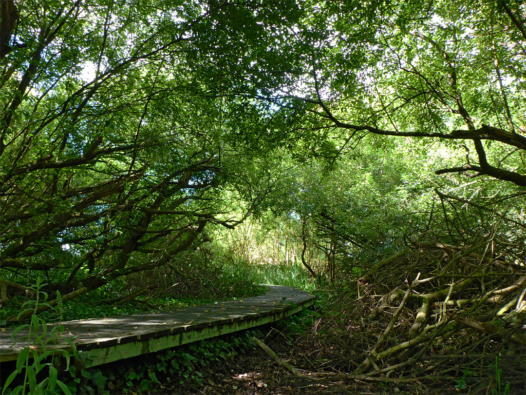 Shady trees