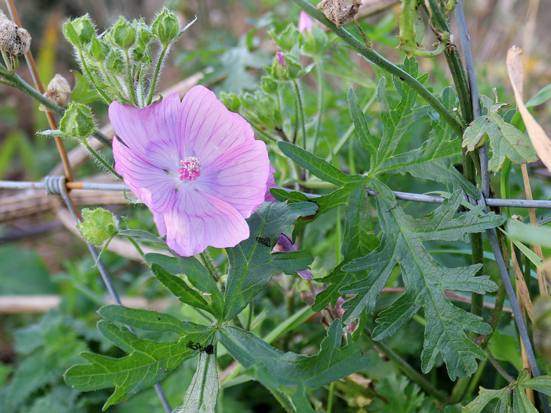 Flowers and leaves