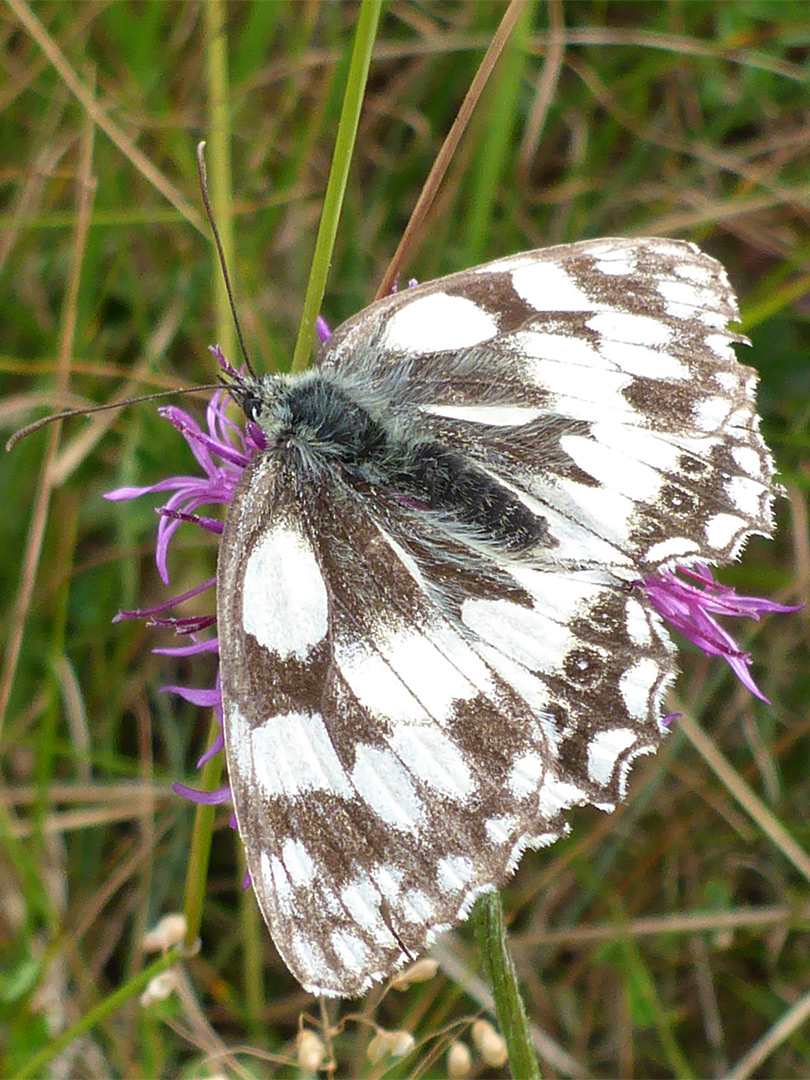 Marbled white