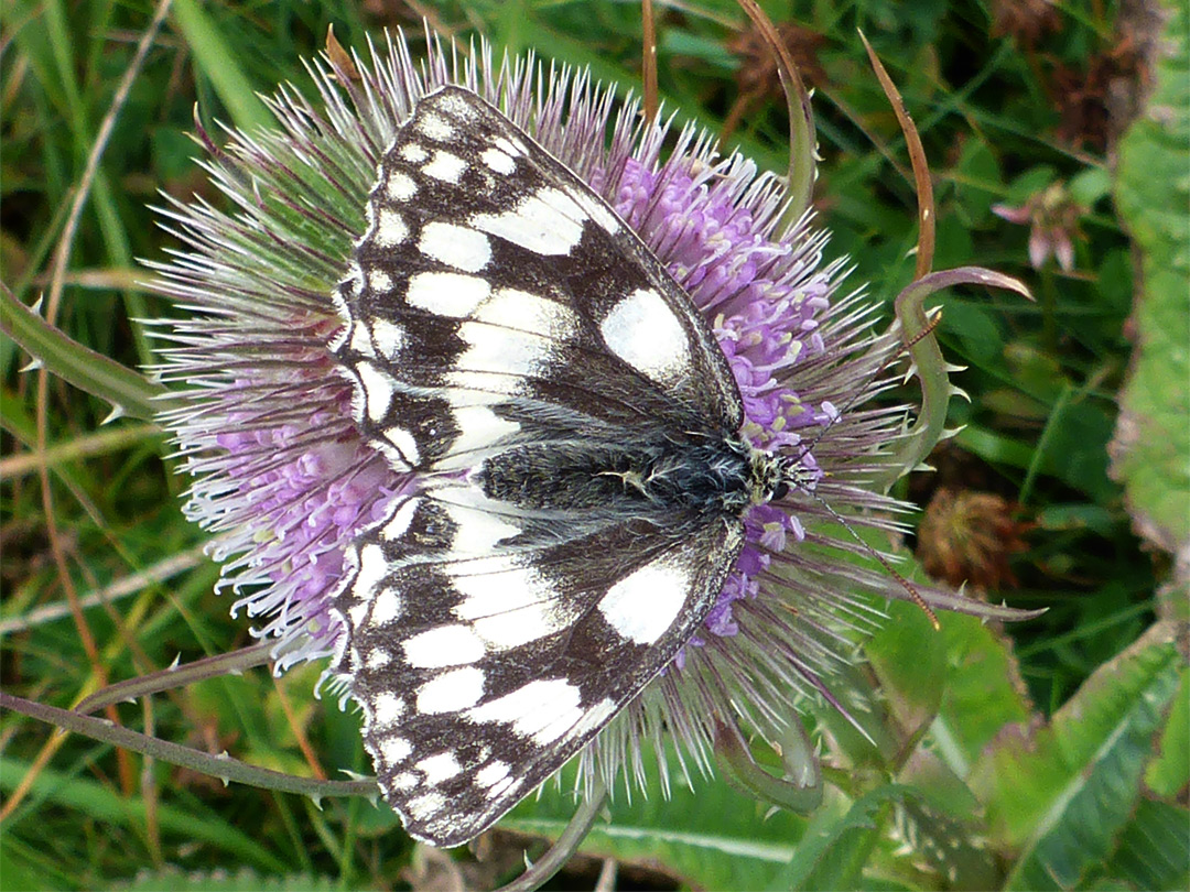 Marbled white butterfly