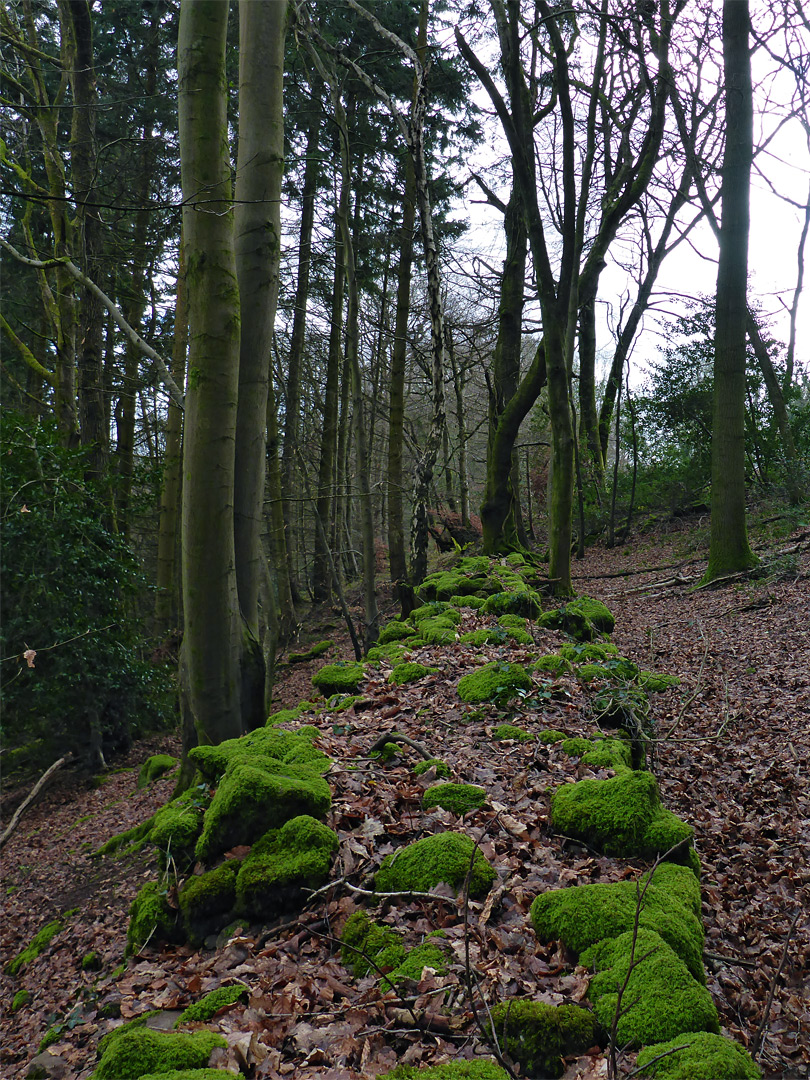 Wall and trees