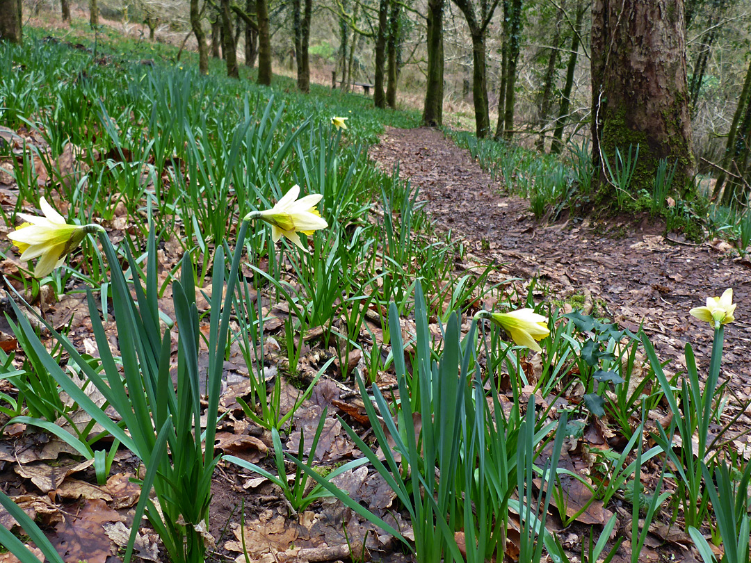 Daffodils beside the path