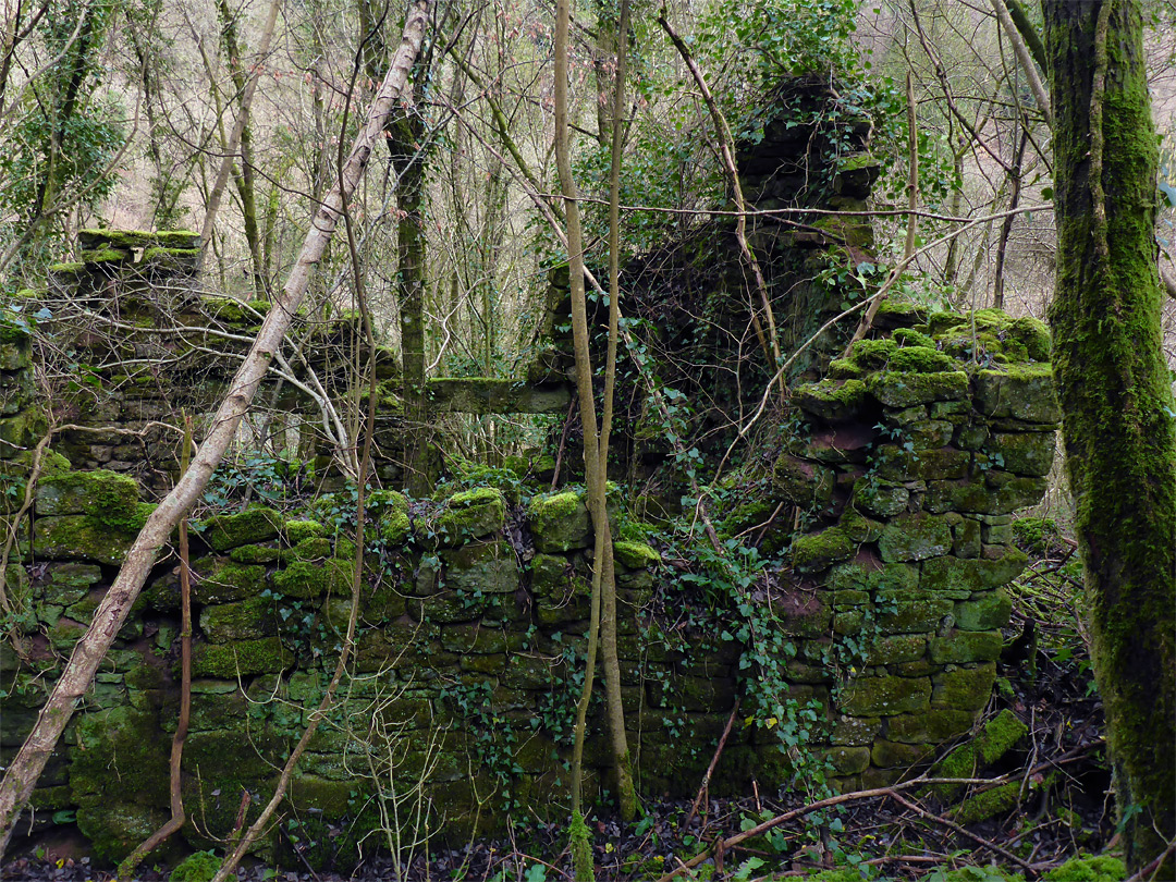 Moss-covered walls
