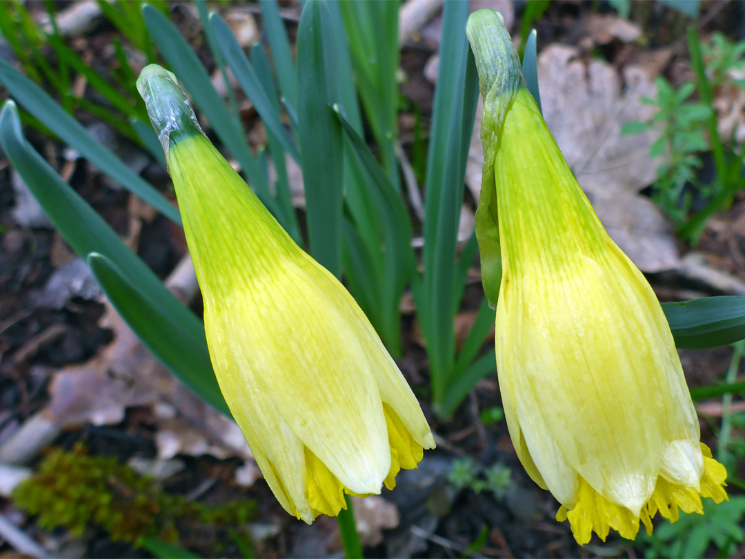 Two daffodils