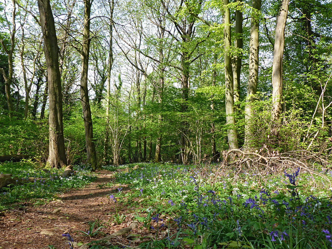 Path through bluebells