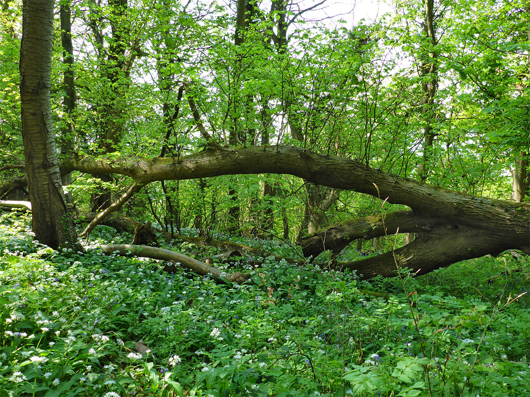 Fallen tree