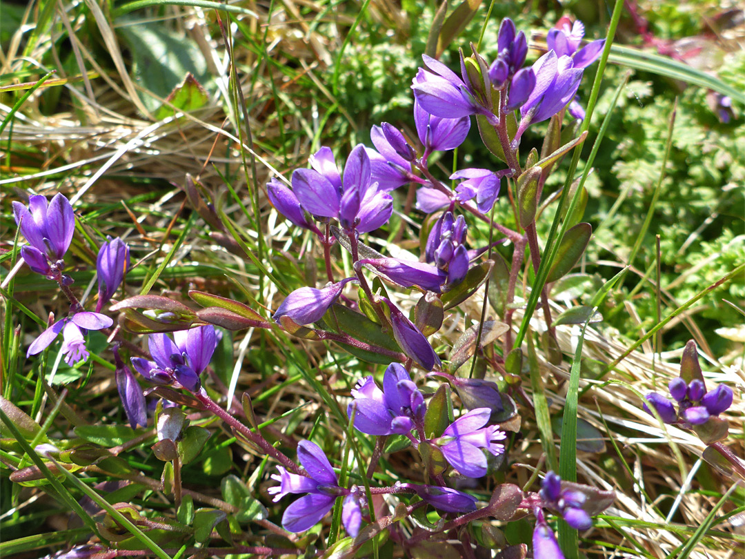 Milkwort