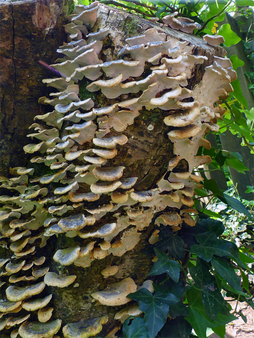 Polypore fungus