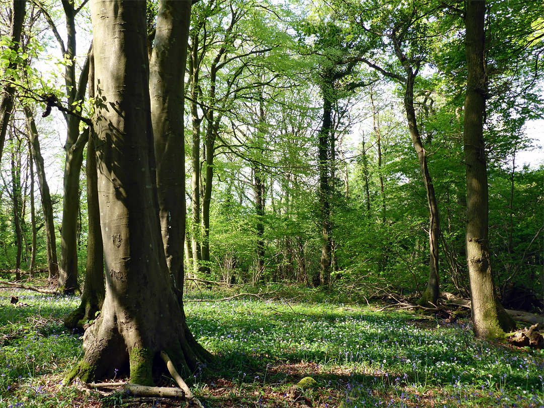 Well-separated trees