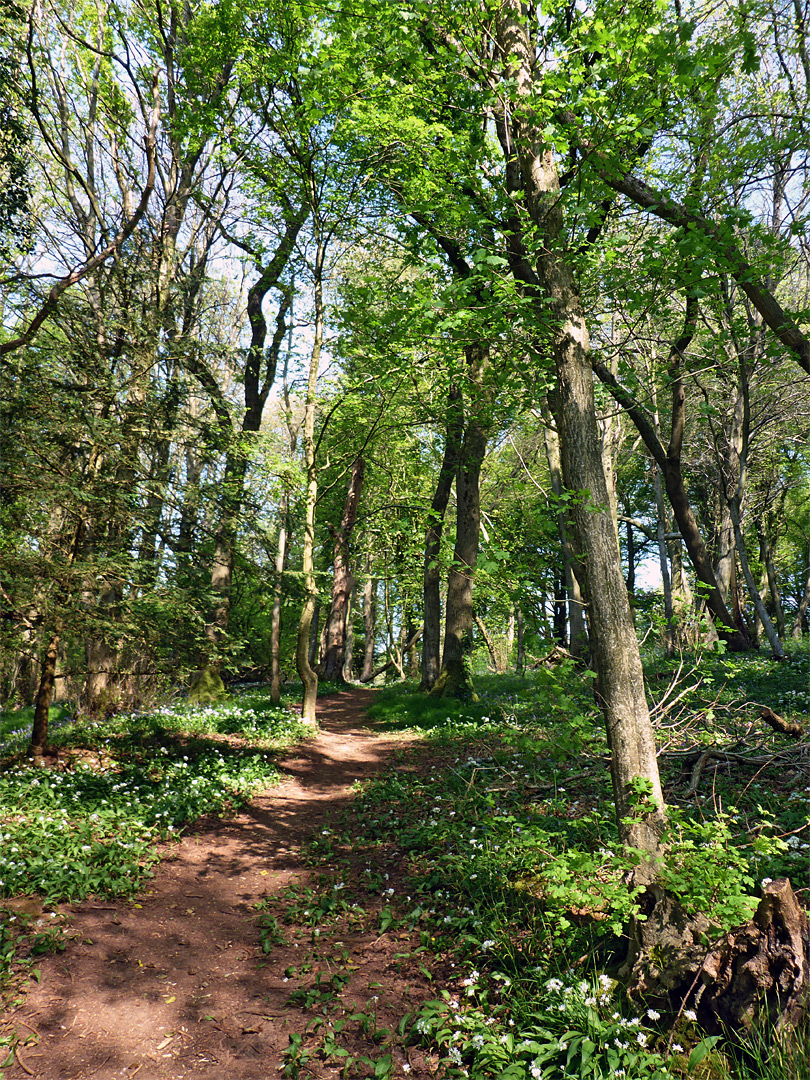 Trees by the path