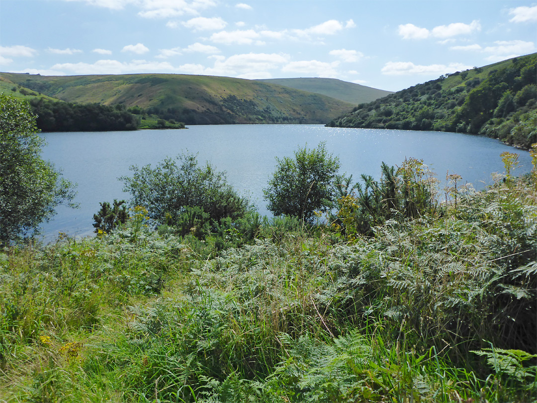 Trees by the reservoir