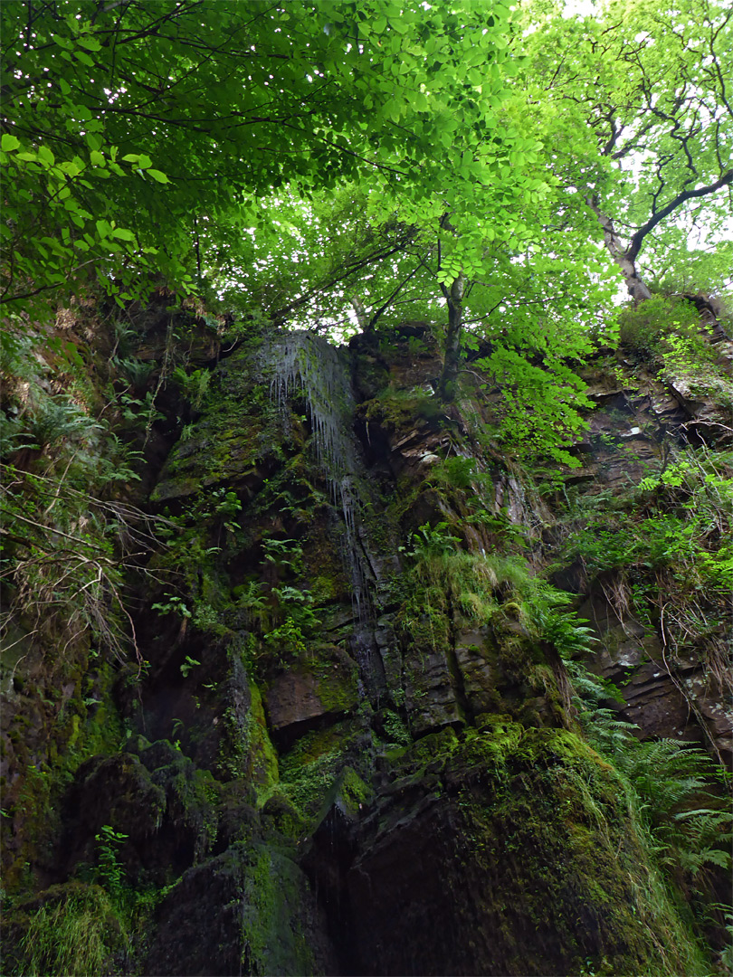 Mossy cliffs