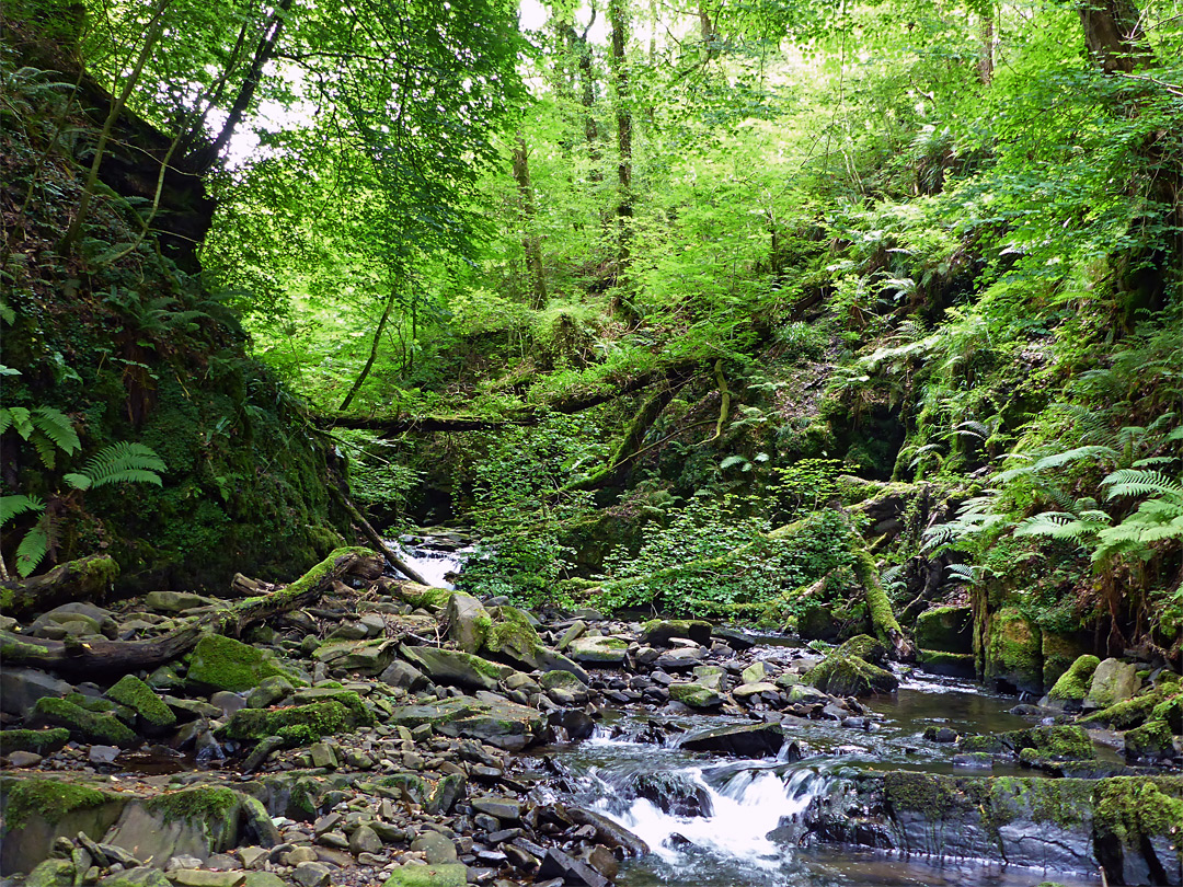 Trees by the brook