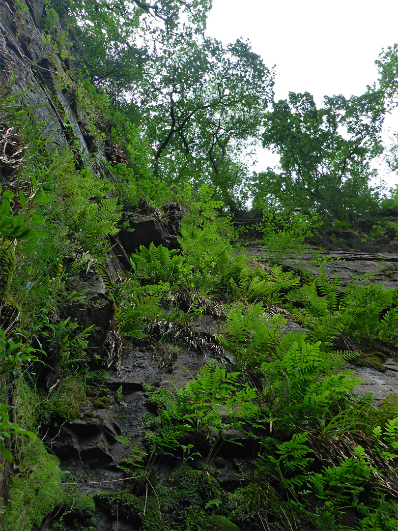 Ferns