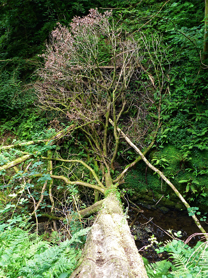 Fallen tree