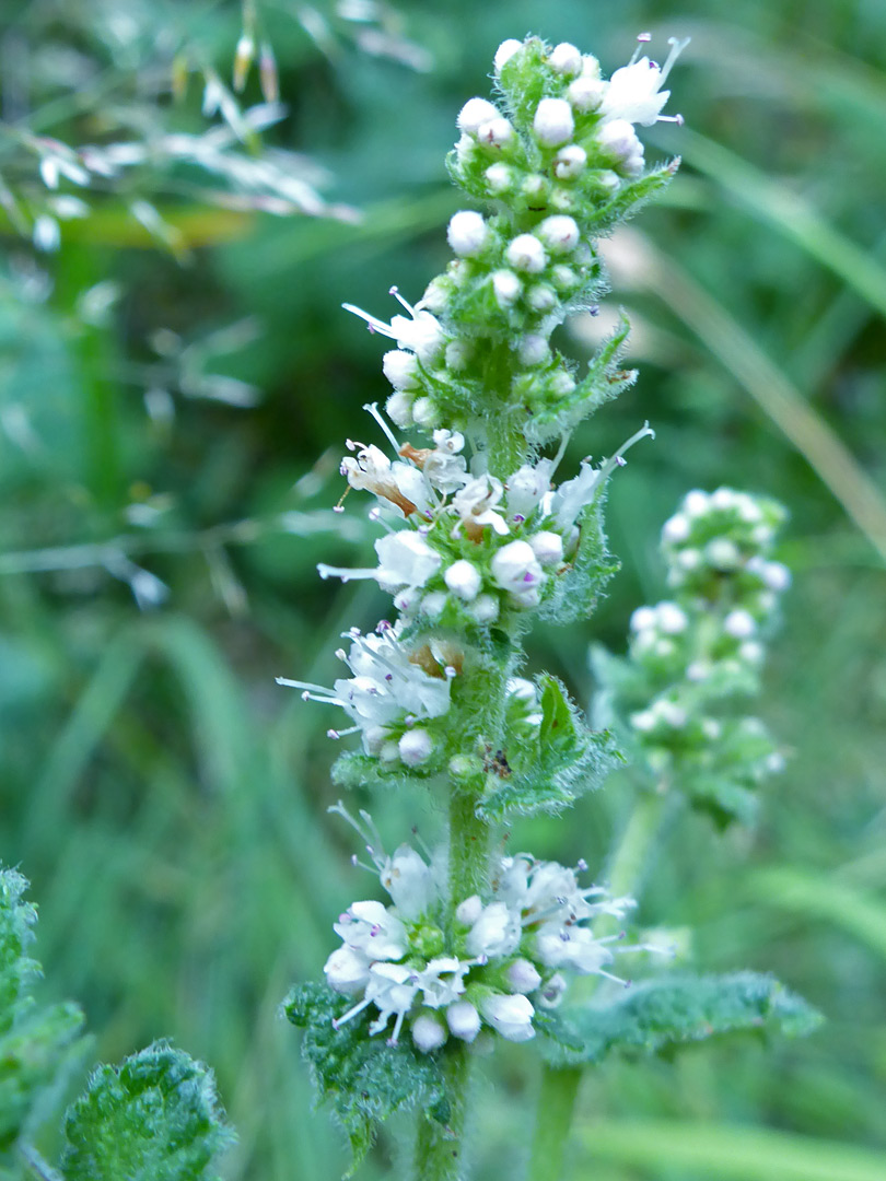 White flowers